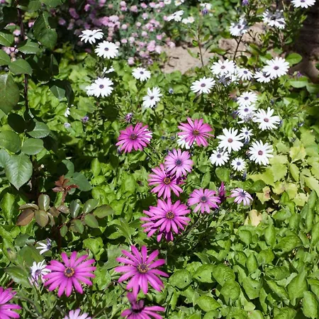 Lejlighed Arabial 2 Granada